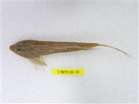 藏品(彎角(魚銜))的圖片